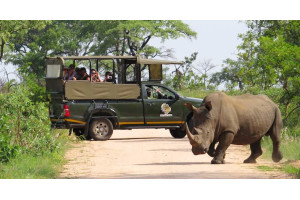 Kruger Safari Adventure