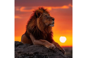 3 days adventure safari including acommodation